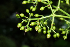 Coussarea albescens