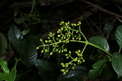 Coussarea albescens