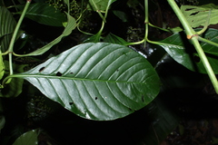 Coussarea albescens