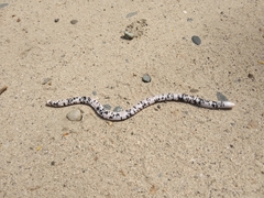 Amphisbaena fuliginosa bassleri