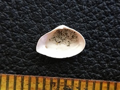 Caryocorbula swiftiana