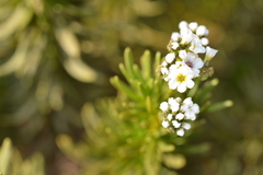 Heliotropium stenophyllum