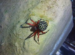 Araneae
