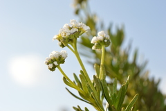 Heliotropium stenophyllum