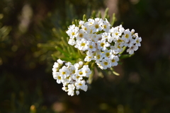 Heliotropium stenophyllum
