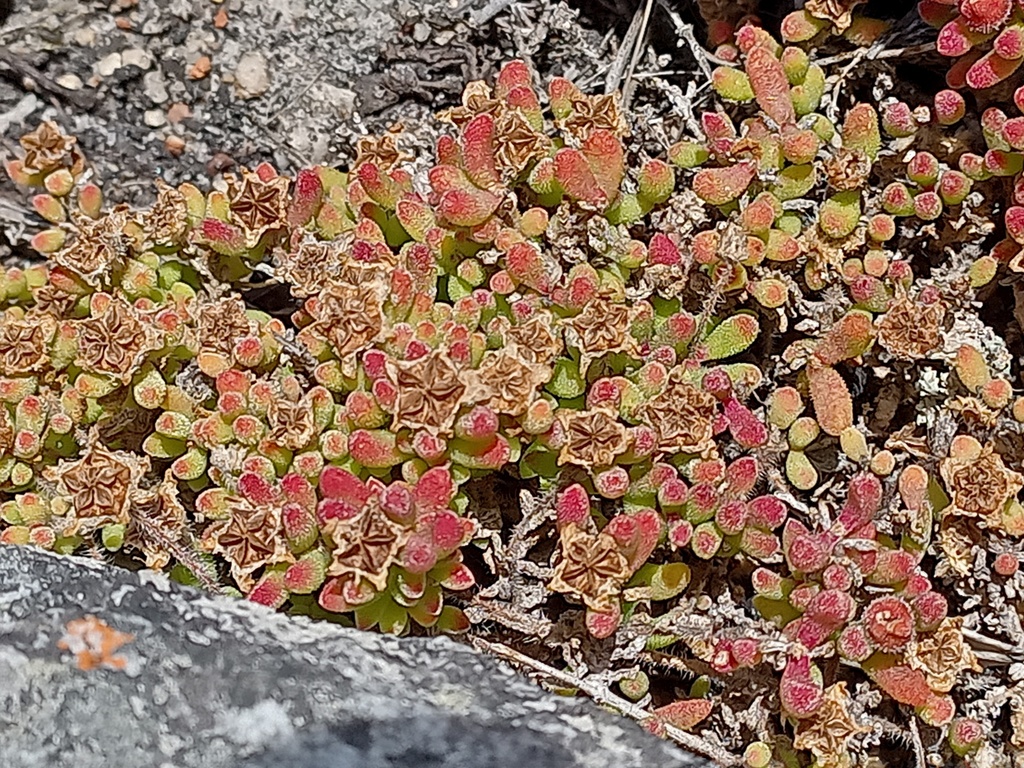 Drosanthemum stokoei 2