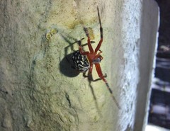 Araneae
