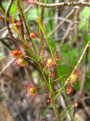 Drosera drummondii