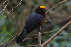 Catamblyrhynchus diadema