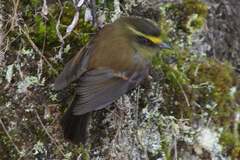 Silvicultrix diadema