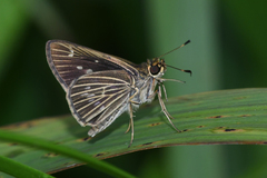 Vehilius stictomenes stictomenes