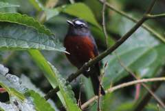 Ochthoeca cinnamomeiventris