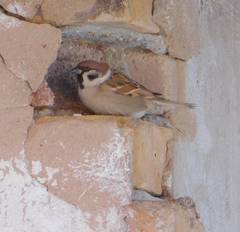 Passer montanus