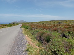 Senecio halimifolius