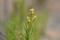 Pleocarphus revolutus