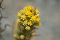 Pleocarphus revolutus