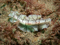 Eurylepta californica