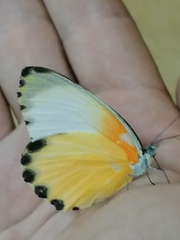 Mylothris agathina richlora