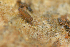 Isotomurus pseudopalustris