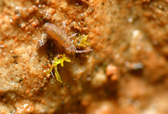 Isotomurus pseudopalustris