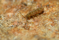 Isotomurus pseudopalustris