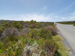 Senecio halimifolius