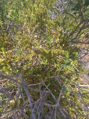 Struthiola salteri