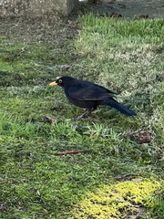 Turdus merula
