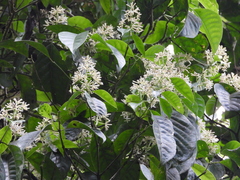 Coussarea albescens