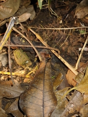 Craugastor stejnegerianus