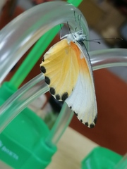 Mylothris agathina richlora