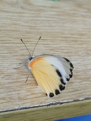 Mylothris agathina richlora