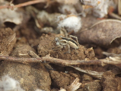 Stenaelurillus marusiki