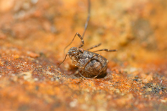 Kalliste pavonum