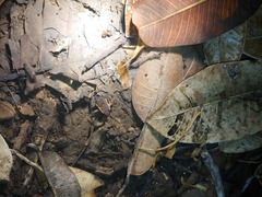 Craugastor stejnegerianus