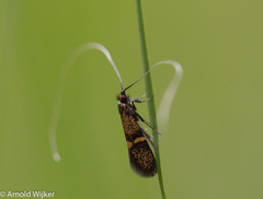 Nemophora associatella