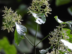 Coussarea albescens