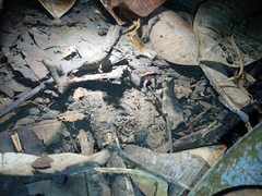 Craugastor stejnegerianus