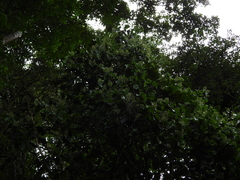Coussarea albescens