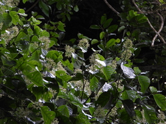 Coussarea albescens