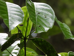 Coussarea albescens