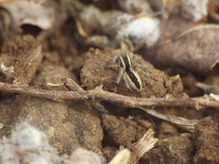 Stenaelurillus marusiki