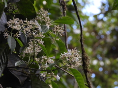 Coussarea albescens