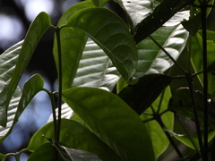 Coussarea albescens