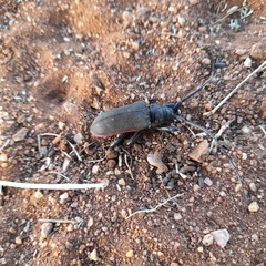 Ceroplesis ferrugator