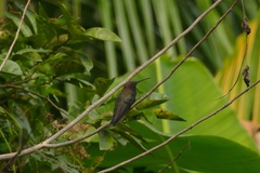 Anthracothorax mango