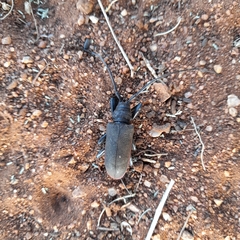 Ceroplesis ferrugator