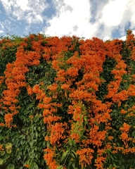 Pyrostegia