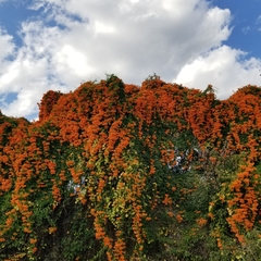 Pyrostegia
