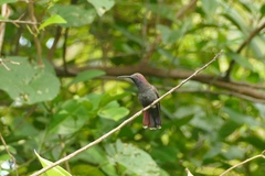 Anthracothorax mango